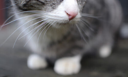 开云体育登录-阴影与日光，当北京队沉入黑暗，伦纳德在彼岸成为唯一的光