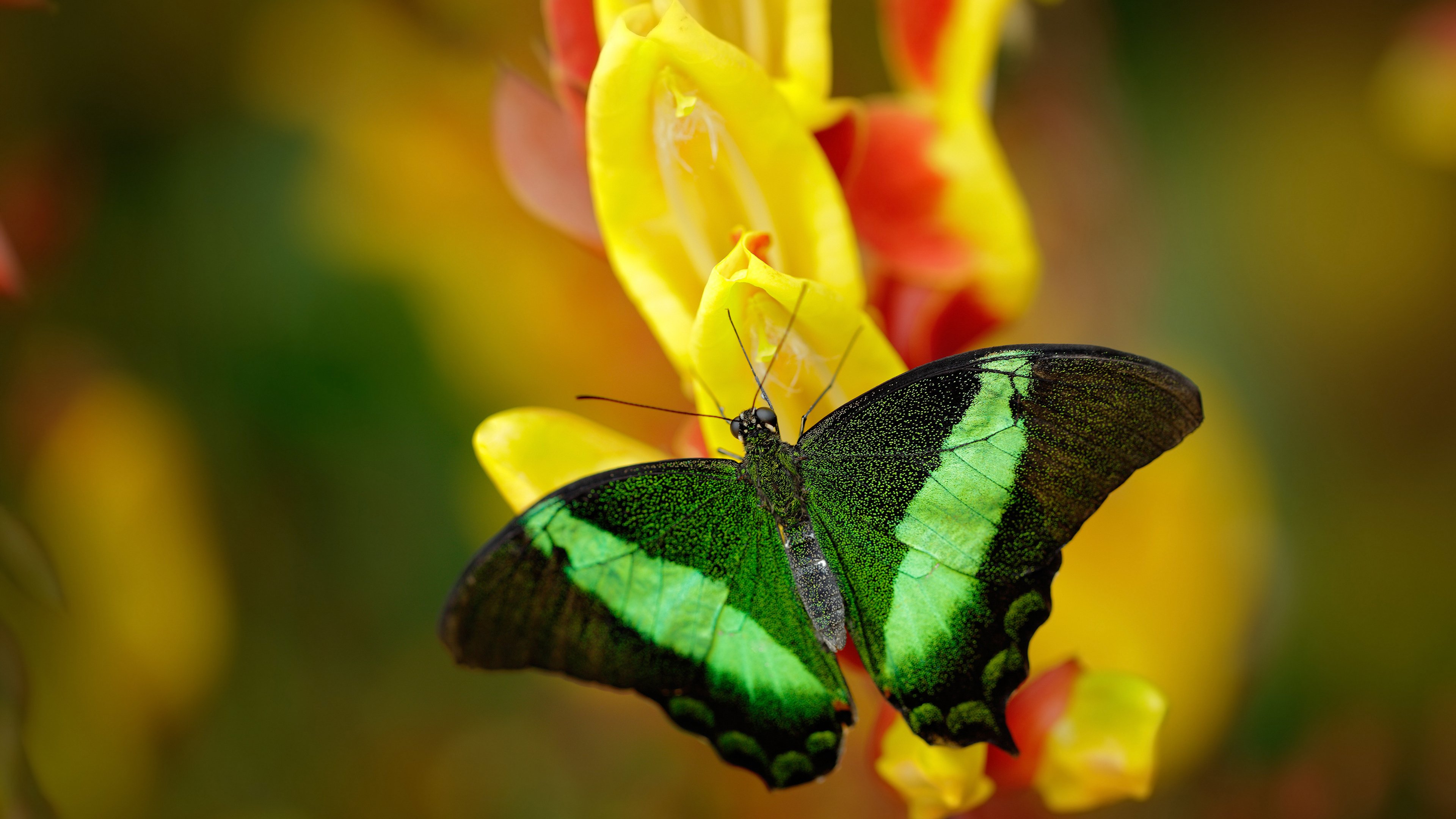 智利之夜,黄喜灿一剑封喉,佛罗伦萨的悬念在终场哨前终结