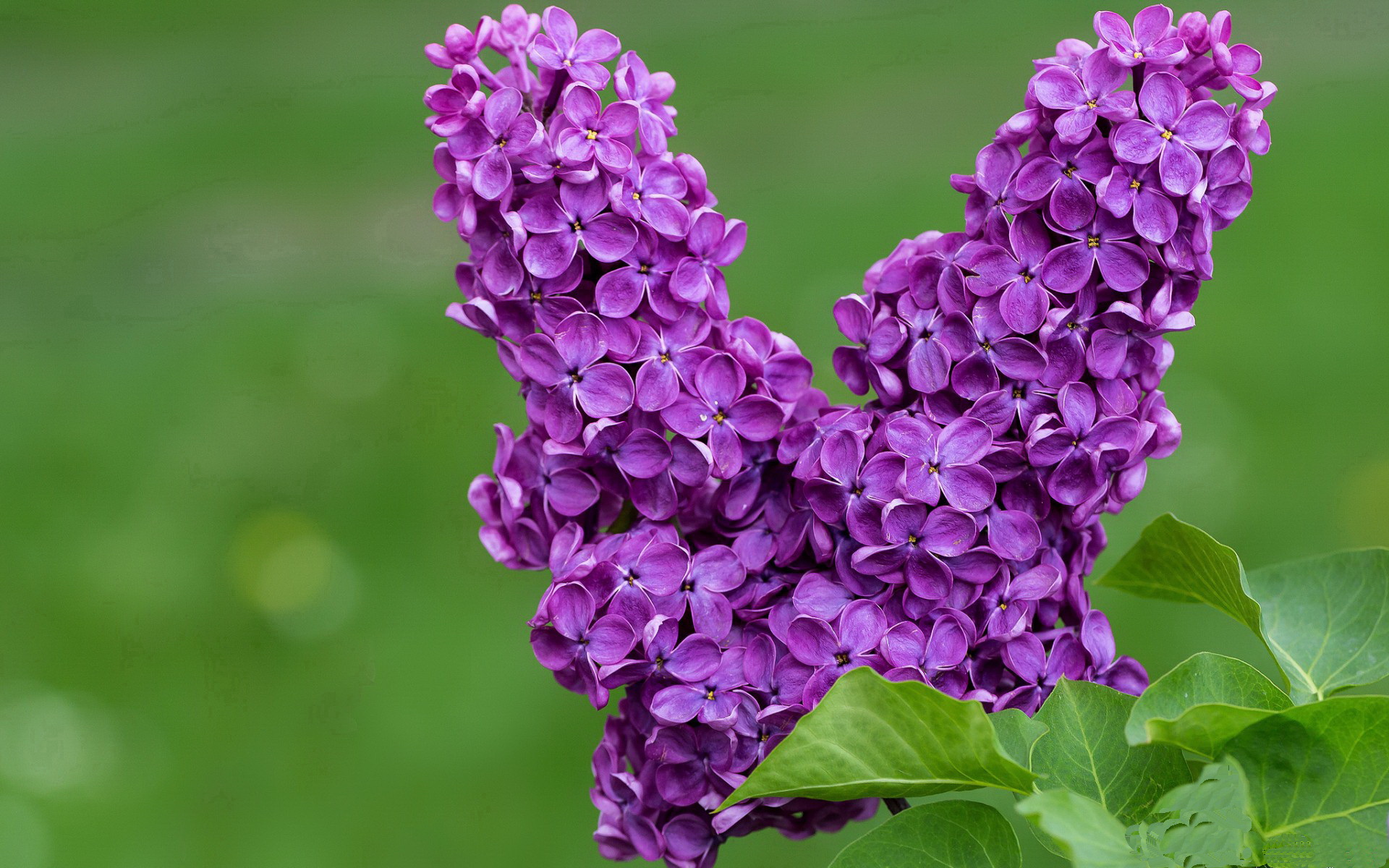 当塞内加尔撕碎美国战术手册,楚阿梅尼的赛车碾过F1旧秩序