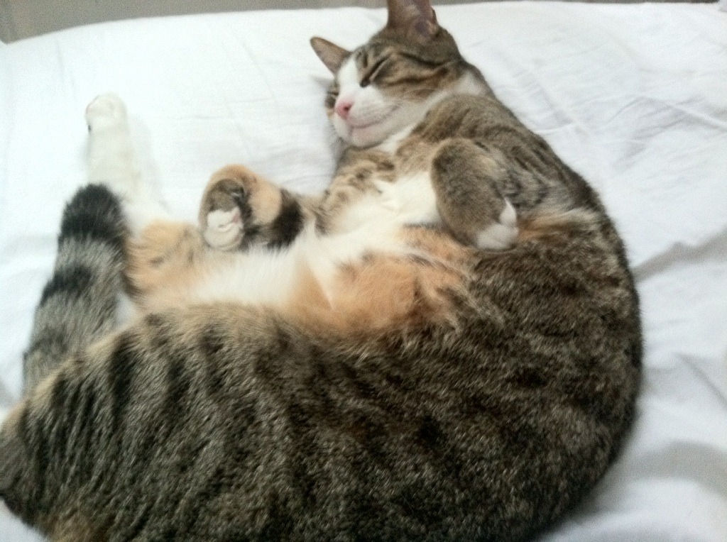 开云体育登录-贝林厄姆化身关键先生，葡萄牙3-0完胜摩纳哥展现实力制霸