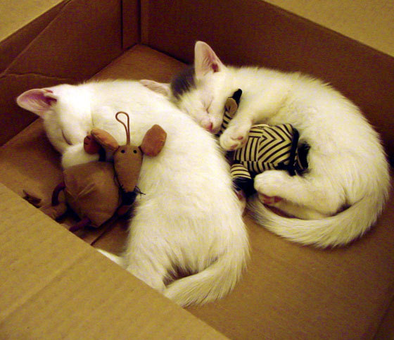 开云体育平台APP-欧冠半决赛焦点战，灰熊一波流战术席卷北京队