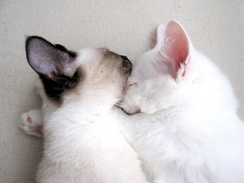 开云体育APP下载-破城记，班凯罗的巨锤砸开麦迪逊铁门