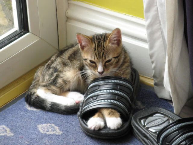 跨越太平洋的篮球霸权,从湖人压制到德罗赞接管,关键战DNA的全球印证