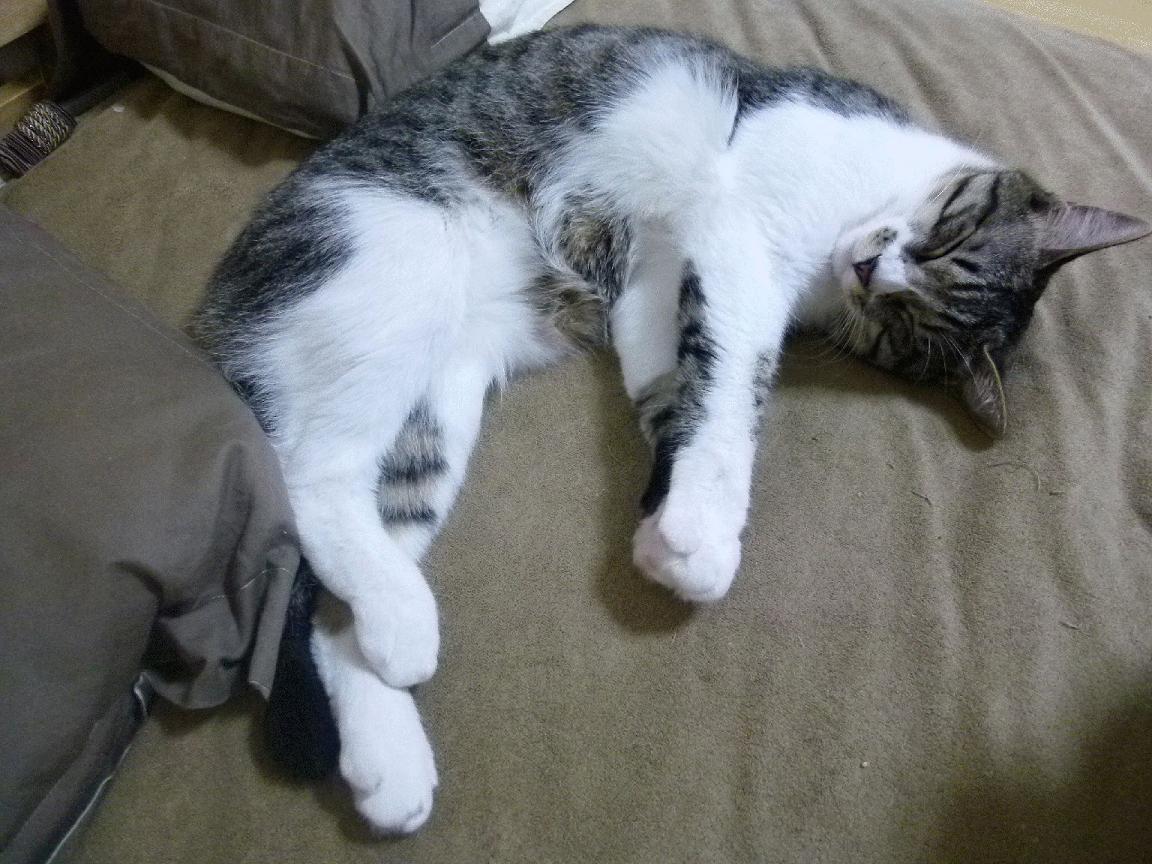 刀锋上的舞者，阿什拉夫如何以一己之力定义多特蒙德对阵墨西哥的宿命感