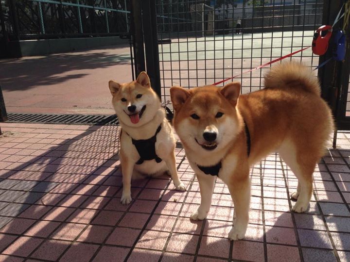 绿茵教科书,当孔德的标准答案击穿喀麦隆的野性天赋