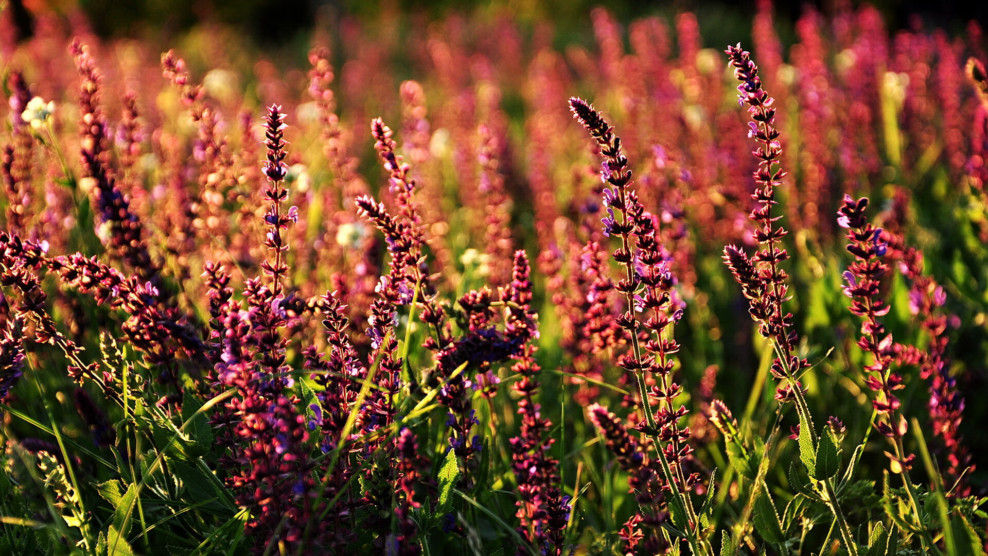 从格列兹曼的火山喷发到袋鼠的逆袭，当超级替补改写剧本的夜晚