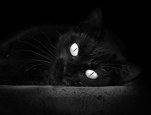 新奥尔良响起三重奏，鹈鹕完胜雷霆，克莱成关键先生