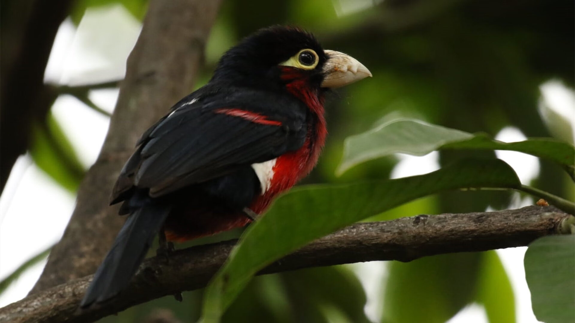 从28分钟的寂静到63分钟的闪耀，奥利维耶导演的斯坦福桥逆转之夜