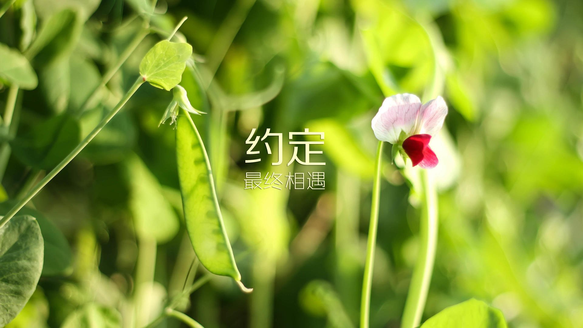 卡塔尔奇迹夜，绝境中的三球暴走，迪亚斯导演惊天逆转