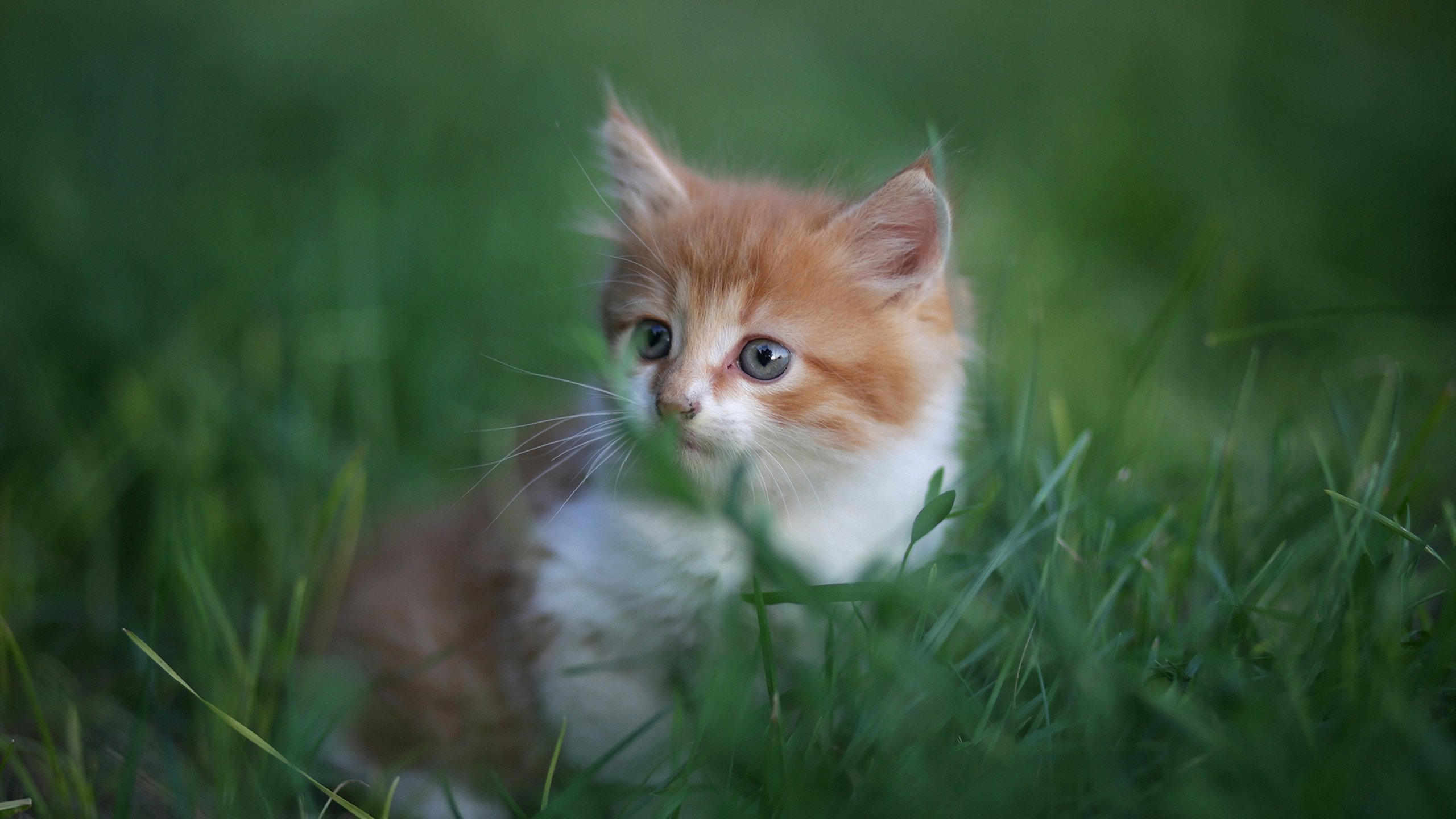 绿茵猎鹰，绝杀之夜，卡塔尔用团队默契点亮多哈